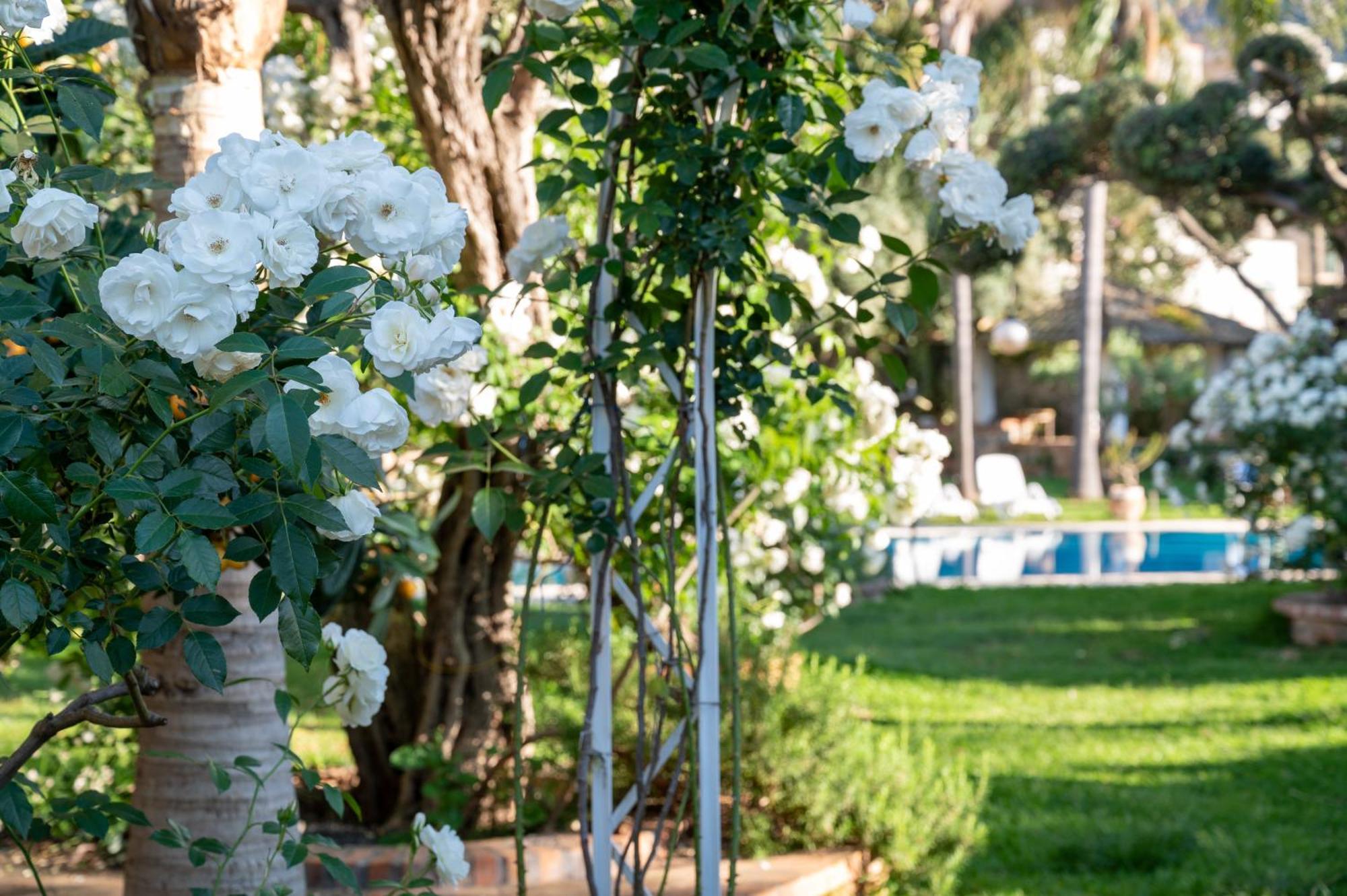 Villa Megna - Green Paradise B&B Palermo Eksteriør billede